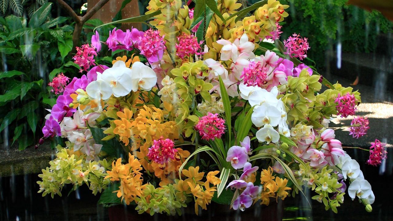 Обои орхидеи, цветы, букет, вода, экзотика