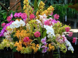 Превью обои орхидеи, цветы, букет, вода, экзотика