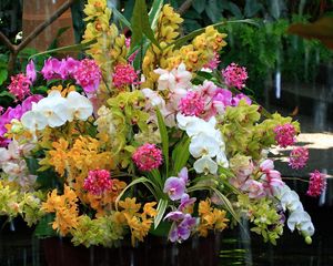 Превью обои орхидеи, цветы, букет, вода, экзотика