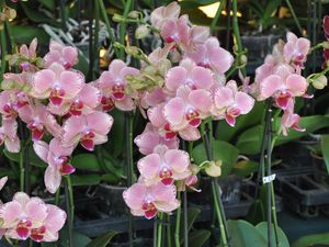 Превью обои орхидеи, цветы, экзотика, стебли, горшки