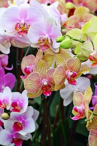 Превью обои орхидеи, цветы, яркие, разные, красочные, крупный план