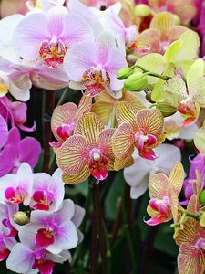 Раскраска Орхидея | Рисунки цветов, Цветочные рисунки, Цветы, нарисованные акрилом
