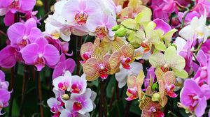 Превью обои орхидеи, цветы, яркие, разные, красочные, крупный план