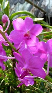 Превью обои орхидеи, цветы, яркие, стебли, зелень, солнечно