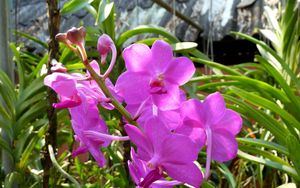 Превью обои орхидеи, цветы, яркие, стебли, зелень, солнечно