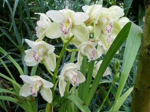 Превью обои орхидеи, цветы, капли, свежесть, зелень