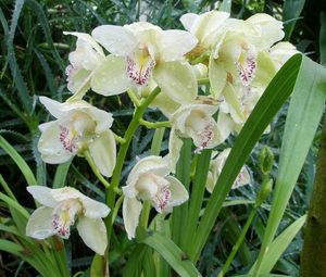 Превью обои орхидеи, цветы, капли, свежесть, зелень