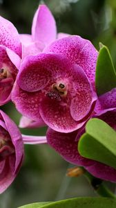 Превью обои орхидеи, цветы, клумба, зелень, крупный план