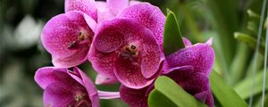 Превью обои орхидеи, цветы, клумба, зелень, крупный план