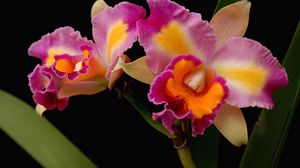 Превью обои орхидеи, цветы, крупный план, яркие