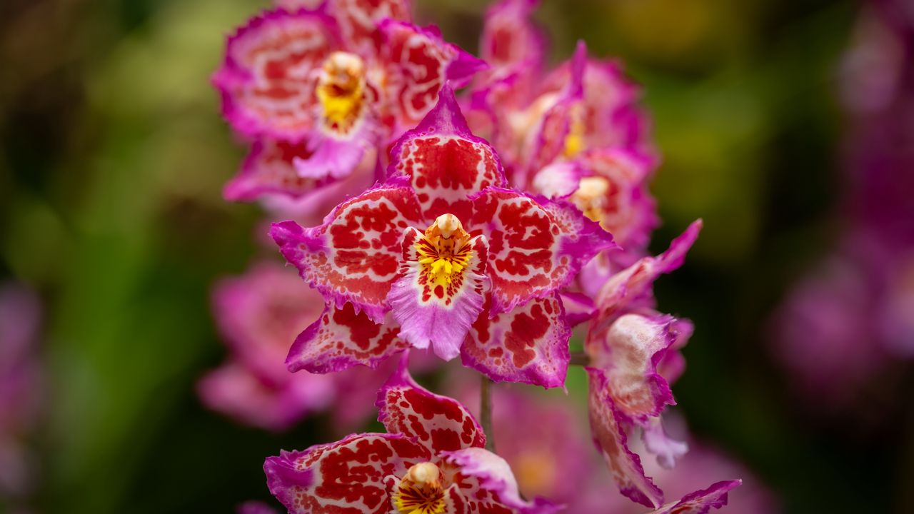 Обои орхидеи, цветы, лепестки, розовый