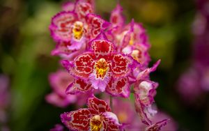 Превью обои орхидеи, цветы, лепестки, розовый