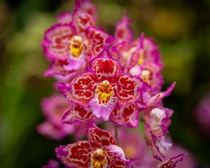 Превью обои орхидеи, цветы, лепестки, розовый