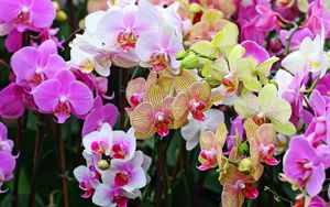 Превью обои орхидеи, цветы, лепестки, пятна