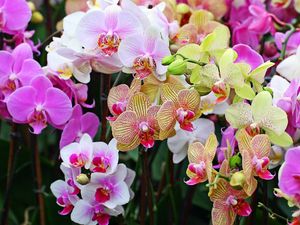 Превью обои орхидеи, цветы, лепестки, пятна