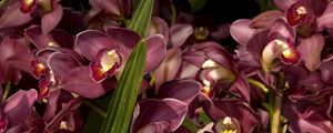 Превью обои орхидеи, цветы, много, листья, крупный план