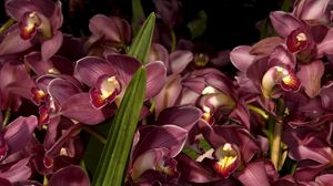 Превью обои орхидеи, цветы, много, листья, крупный план