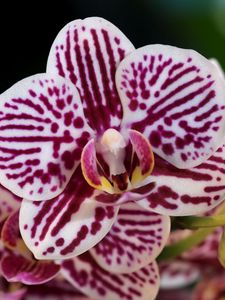 Превью обои орхидеи, цветы, пятнистые, крупный план