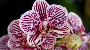 Превью обои орхидеи, цветы, пятнистые, крупный план