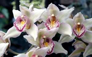 Превью обои орхидеи, цветы, пятнистые, экзотика
