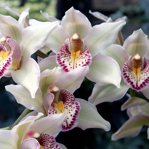 Превью обои орхидеи, цветы, пятнистые, экзотика