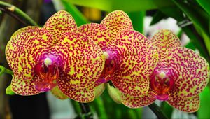 Превью обои орхидеи, цветы, пятнистые, ветка, экзотика