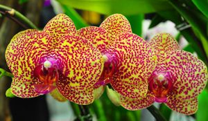 Превью обои орхидеи, цветы, пятнистые, ветка, экзотика