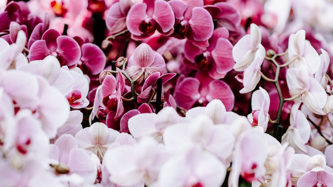 Обои орхидеи, цветы, весна, нежный