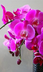Превью обои орхидеи, цветы, ветка, яркие, ваза