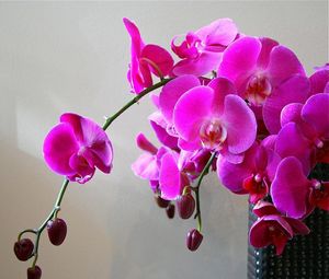 Превью обои орхидеи, цветы, ветка, яркие, ваза