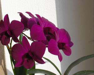 Превью обои орхидеи, цветы, ветка, занавеска