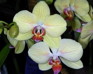 Превью обои орхидеи, цветы, ветка, крупный план