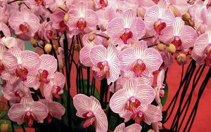 Превью обои орхидеи, цветы, ветки, красиво, букет