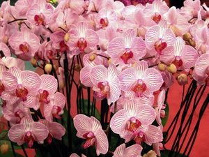 Превью обои орхидеи, цветы, ветки, красиво, букет