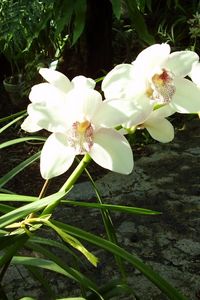 Превью обои орхидеи, цветы, зелень, солнечно