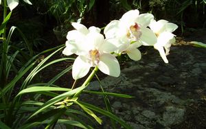 Превью обои орхидеи, цветы, зелень, солнечно