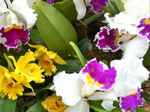 Превью обои орхидеи, цветы, зелень, клумба, разная, капли, свежесть, крупный план