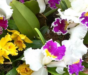 Превью обои орхидеи, цветы, зелень, клумба, разная, капли, свежесть, крупный план