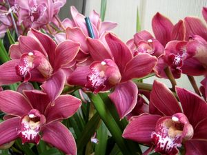 Превью обои орхидеи, цветы, зелень, красота