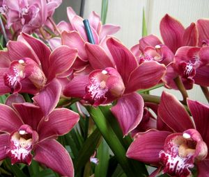 Превью обои орхидеи, цветы, зелень, красота