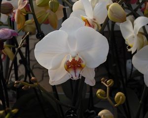Превью обои орхидеи, ветки, цветы, экзотика