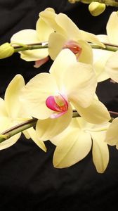 Превью обои орхидеи, ветки, цветы, экзотика
