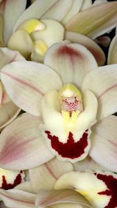 Превью обои орхидея, белая, крупный план, цветок