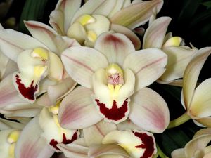 Превью обои орхидея, белая, крупный план, цветок