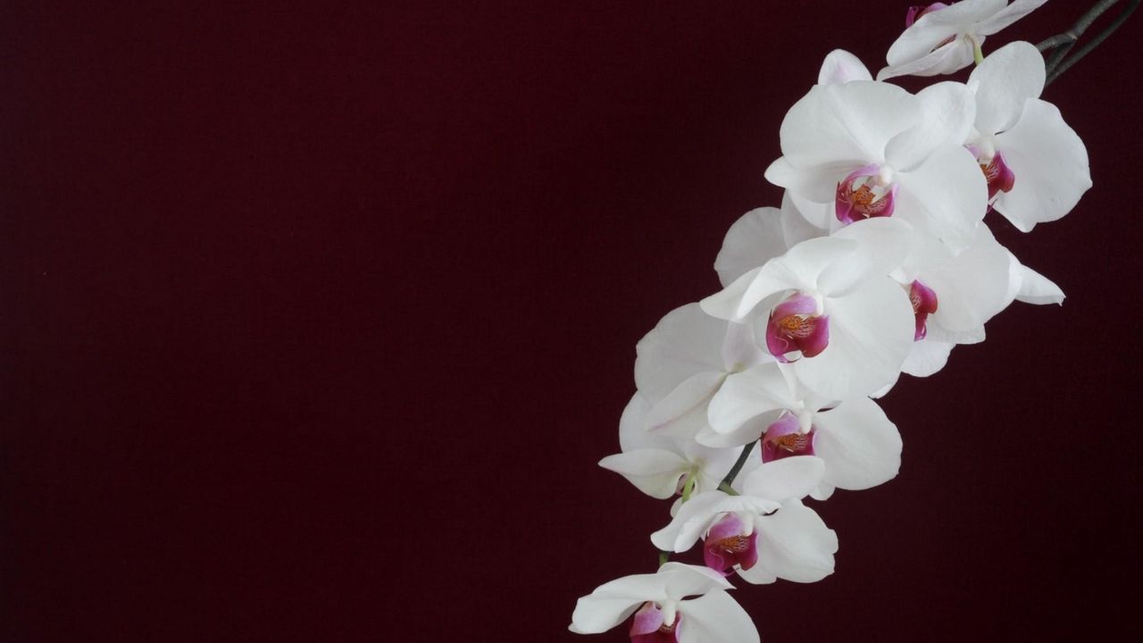 Обои орхидея, белая, ветка, фон
