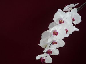 Превью обои орхидея, белая, ветка, фон