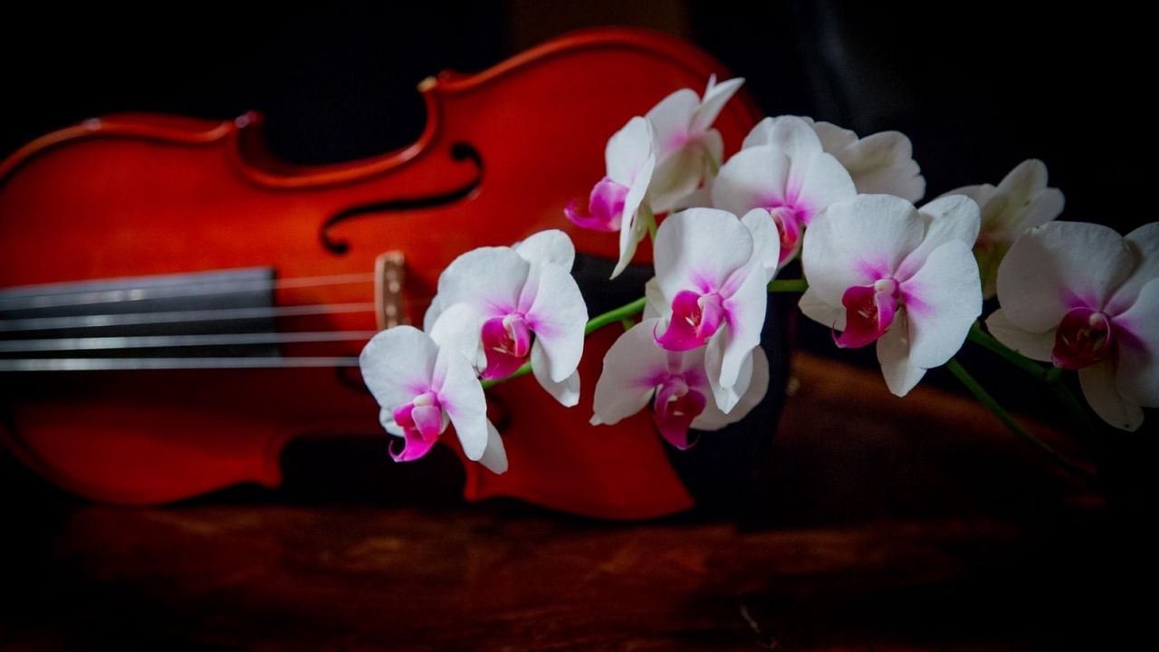 Обои орхидея, двухцветная, ветка, скрипка