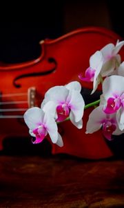 Превью обои орхидея, двухцветная, ветка, скрипка