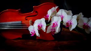 Превью обои орхидея, двухцветная, ветка, скрипка