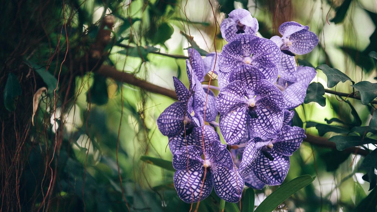Обои орхидея, фиолетовая, полосатая, экзотика, резкость
